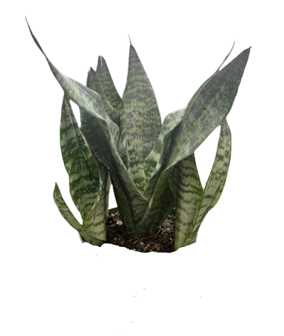 Robusta